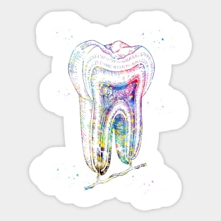 Human tooth structure Sticker